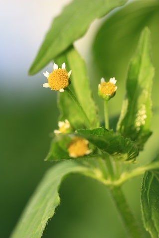 Galinsoga quadriradiata - Galinsoga velu