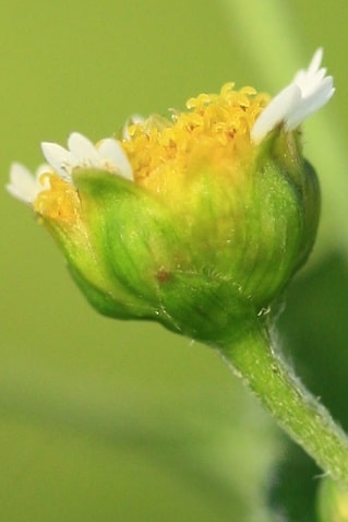 Galinsoga quadriradiata - Galinsoga velu