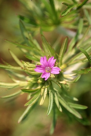 Geranium dissectum - Géranium à feuilles découpées