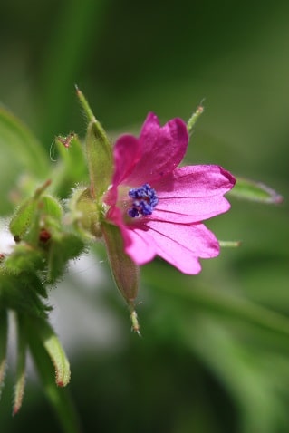 Geranium dissectum - Géranium à feuilles découpées