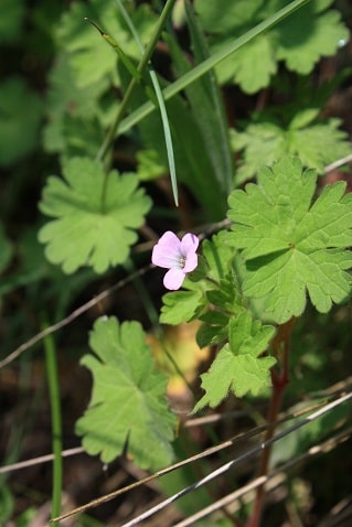 Geranium rotundifolium - Géranium à feuilles rondes