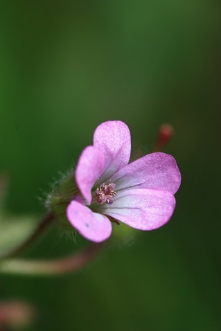 Geranium rotundifolium - Géranium à feuilles rondes