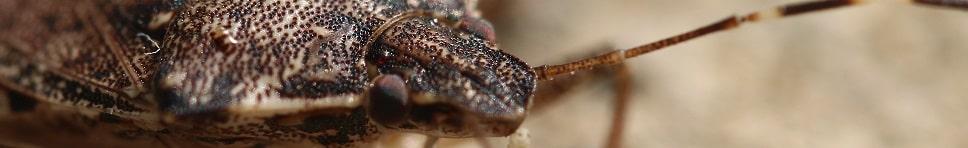 Halyomorpha halys - Punaise diabolique