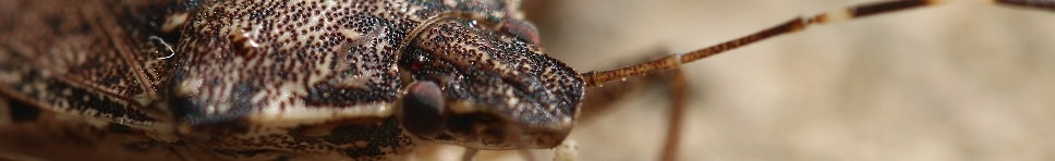 Halyomorpha halys - Punaise diabolique