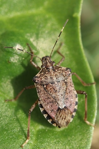 Halyomorpha halys - Punaise diabolique