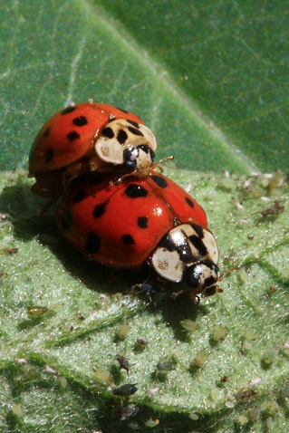 Harmonia axyridis - Coccinelle asiatique