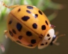 Harmonia axyridis - Coccinelle asiatique