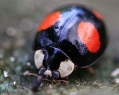 Harmonia axyridis - Coccinelle asiatique