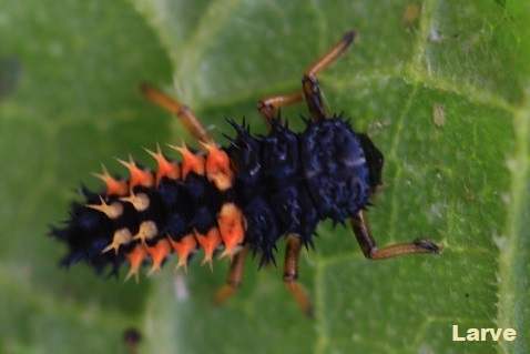 Harmonia axyridis - Coccinelle asiatique larve