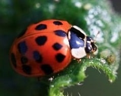 Harmonia axyridis - Coccinelle asiatique