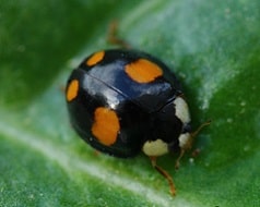 Harmonia axyridis - Coccinelle asiatique