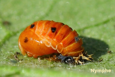 Harmonia axyridis - Coccinelle asiatique larve