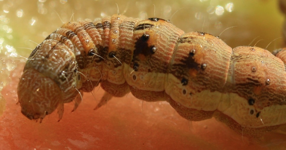 Noctuelle de la tomate - Helicoverpa armigera