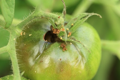 Noctuelle de la tomate - Helicoverpa armigera