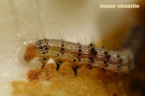 Noctuelle de la tomate - Helicoverpa armigera