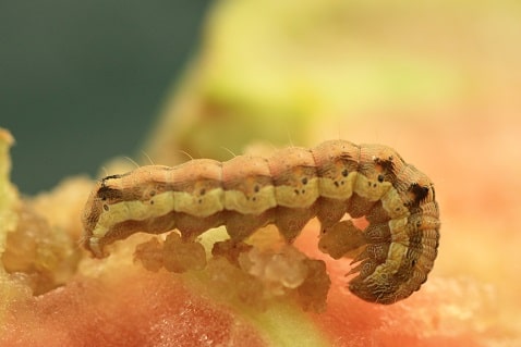 Noctuelle de la tomate - Helicoverpa armigera