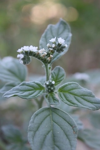 Héliotrope d'Europe - Heliotropium europaeum