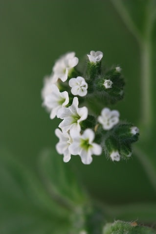Héliotrope d'Europe - Heliotropium europaeum