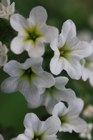 Héliotrope d'Europe - Heliotropium europaeum
