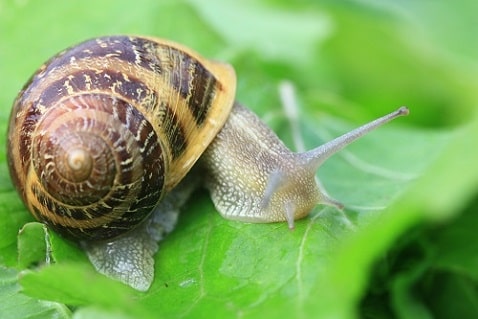 Helix aspersa - Petit-Gris