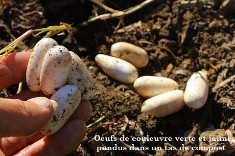 Couleuvre verte et jaune - Hierophis viridiflavus