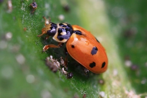 Hippodamia variegata - Coccinelle des friches