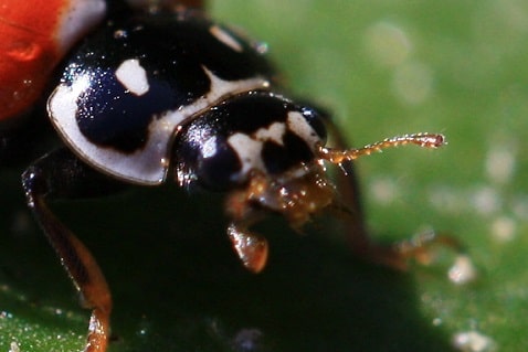 Hippodamia variegata - Coccinelle des friches