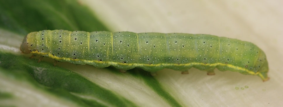 Noctuelle de la tomate - Helicoverpa armigera