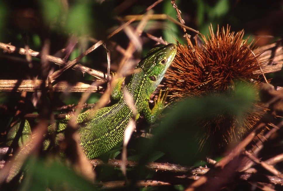 lacerta bilineata - Lézard vert