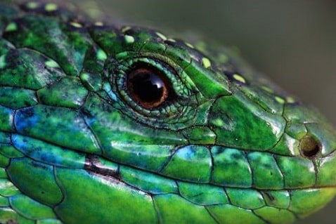 lacerta bilineata - Lézard vert