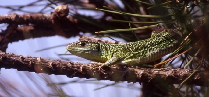 lacerta bilineata - Lézard vert