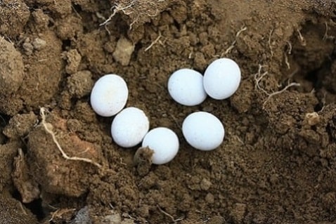 lacerta bilineata - Lézard vert