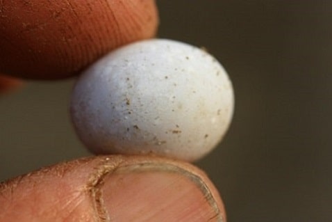 lacerta bilineata - Lézard vert