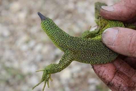 lacerta bilineata - Lézard vert