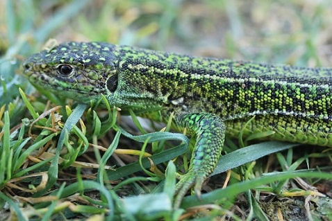lacerta bilineata - Lézard vert