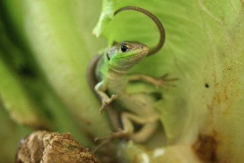 lacerta bilineata - Lézard vert