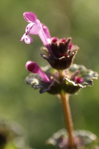 Lamium amplexicaule - Lamier amplexicaule