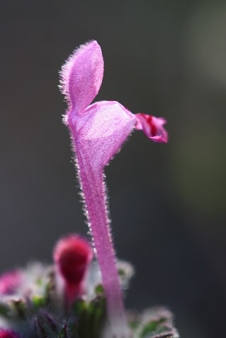 Lamium amplexicaule - Lamier amplexicaule