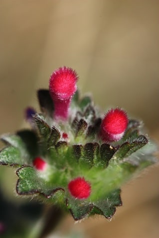 Lamium amplexicaule - Lamier amplexicaule