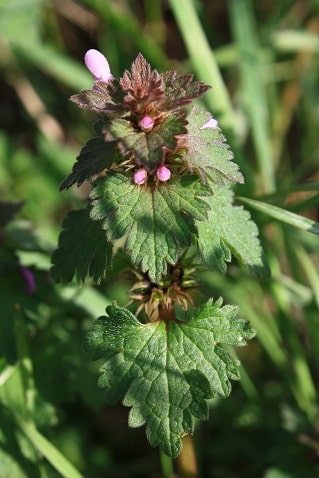 Lamium hybridum - Lamier hybride