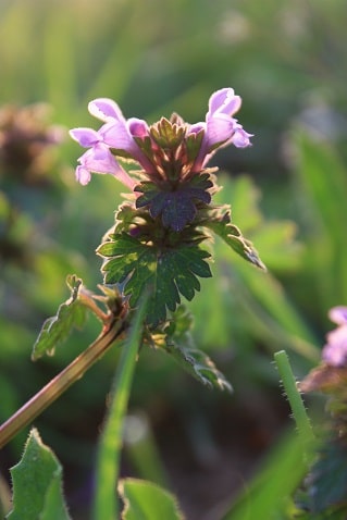 Lamium hybridum - Lamier hybride