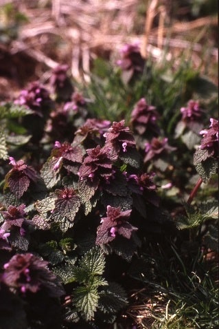 Lamium purpureum - Lamier pourpre