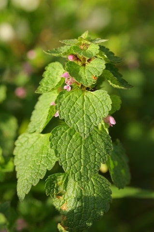 Lamium purpureum - Lamier pourpre