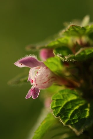 Lamium purpureum - Lamier pourpre