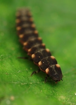 Lampyris noctiluca