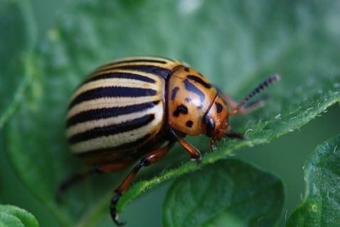Leptinotarsa decemlineata - Doryphore de la pomme de terre