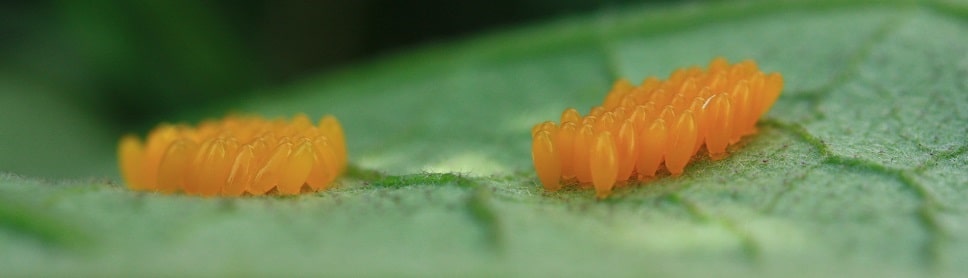 Leptinotarsa decemlineata - Doryphore de la pomme de terre