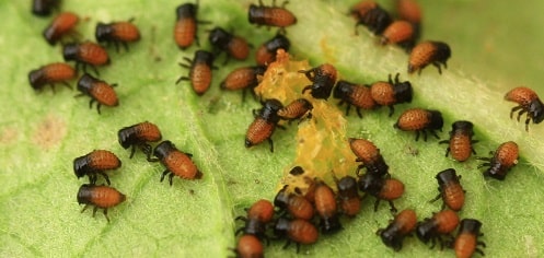 Leptinotarsa decemlineata - Doryphore de la pomme de terre