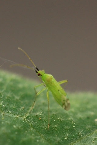 Macrolophus pygmaeus