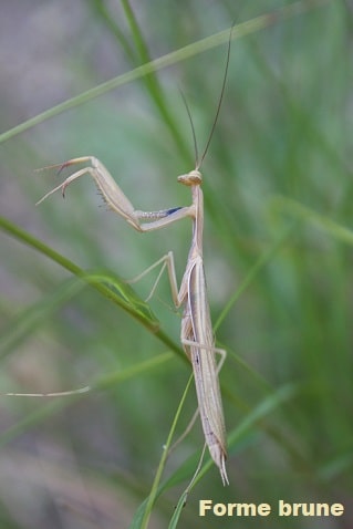 Mantis religiosa - Mante religieuse